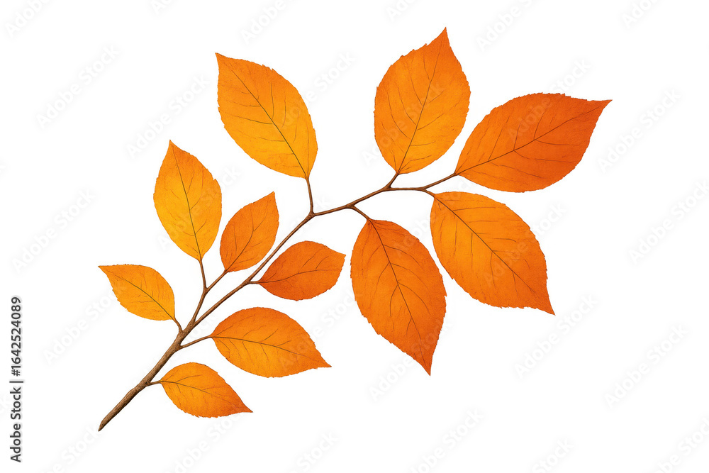 Naklejka premium Branch with orange autumn leaves on transparent background