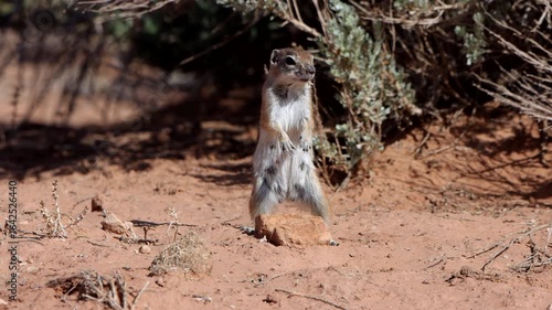 Wallpaper Mural A nervous female Antelope Ground Squirrel is on high alert with her baby nearby in rural Utah Torontodigital.ca