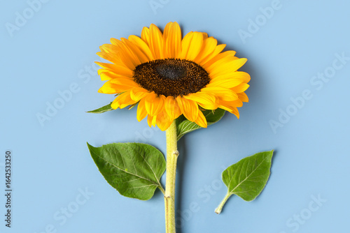 Beautiful sunflower on blue...