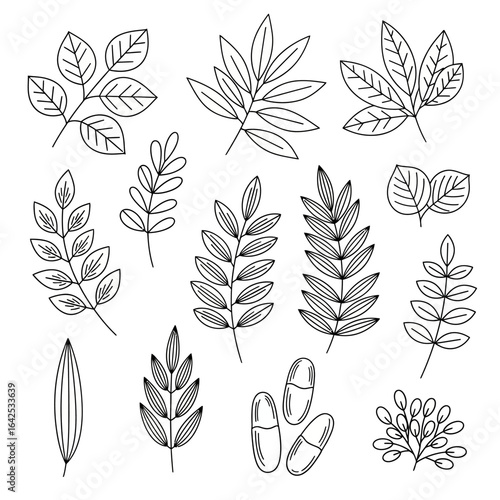 A collection of hand drawn leaf and botanical elements in black outline line art style. Perfect for nature-themed designs, eco-friendly packaging, organic branding, logos, wedding invitations, and dec