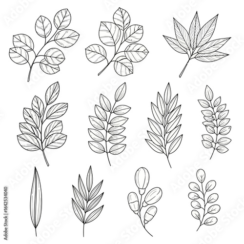 A collection of hand drawn leaf and botanical elements in black outline line art style. Perfect for nature-themed designs, eco-friendly packaging, organic branding, logos, wedding invitations, and dec
