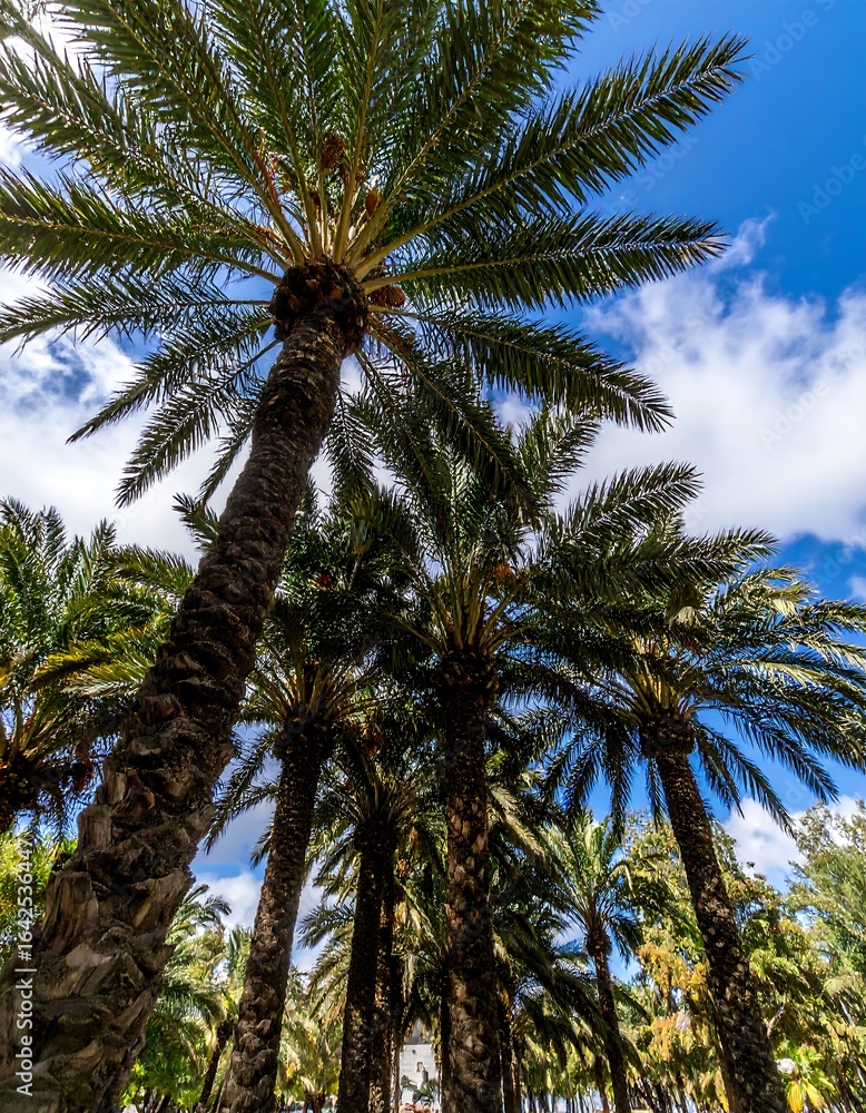 Obraz premium Palm trees reaching upward