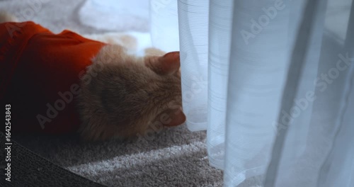 A ginger cat in a red T-shirt lies in front of a panoramic window in an apartment on a summer day.
