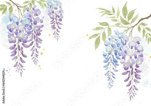 Beautiful wisteria blooms isolated on transparent background