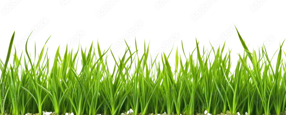 Fototapeta premium PNG Fresh green grass backgrounds plant lawn.