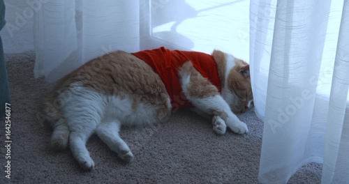 A ginger cat in a red T-shirt sleeps in front of a panoramic window in an apartment on a summer day.