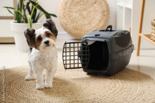 Cute Biewer Terrier dog sit...