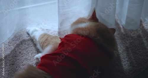 A ginger cat in a red T-shirt lies in front of a panoramic window in an apartment on a summer day.