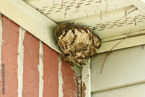 Paper wasp nest under roof of house