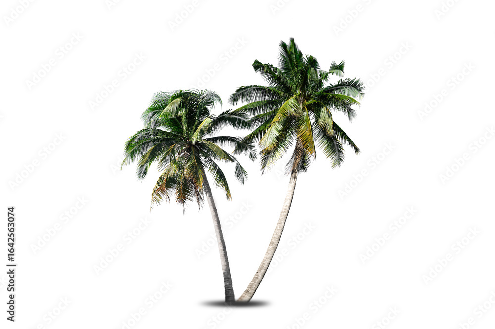 Obraz premium Coconut palm tree isolated on white background.