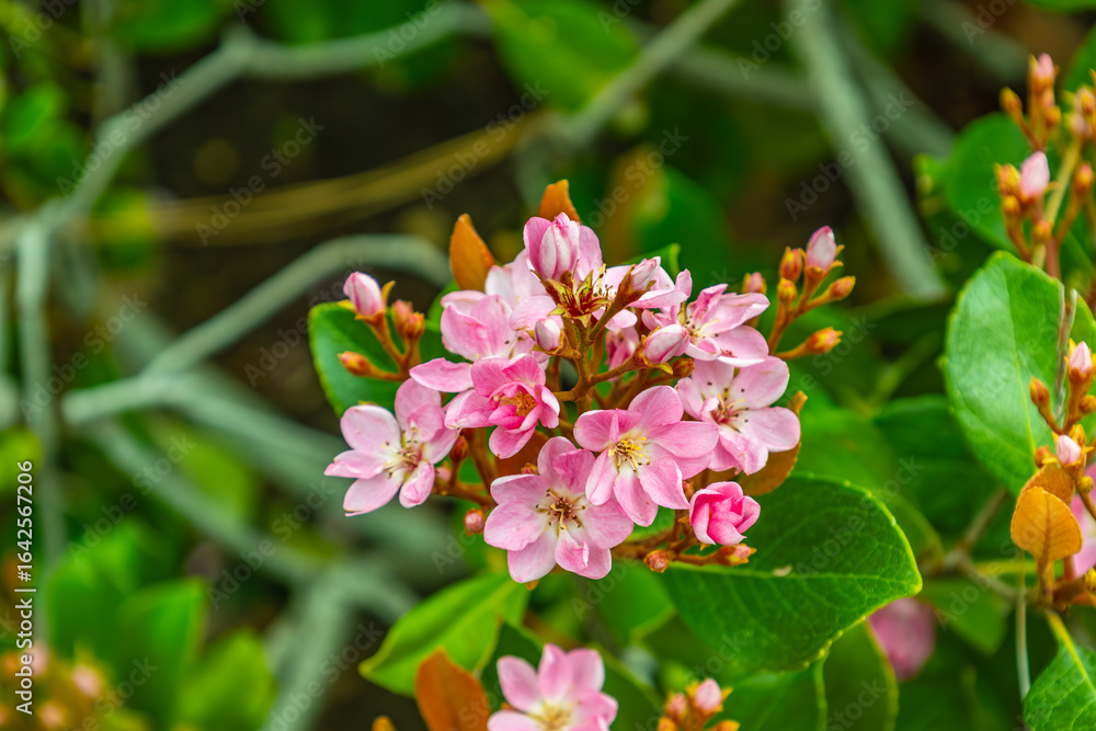 Obraz premium Inflorescences f an Indian hawthorn, close up 