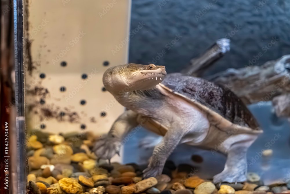 Fototapeta premium Chelodina siebenrocki