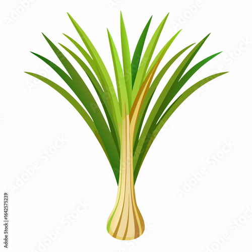colorful illustration of a lemongrass, isolated on white background