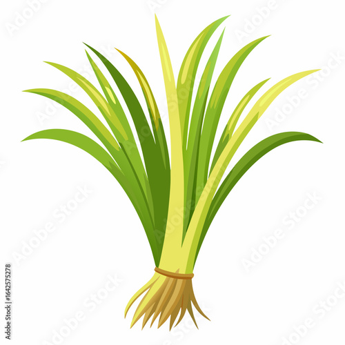 colorful illustration of a lemongrass, isolated on white background