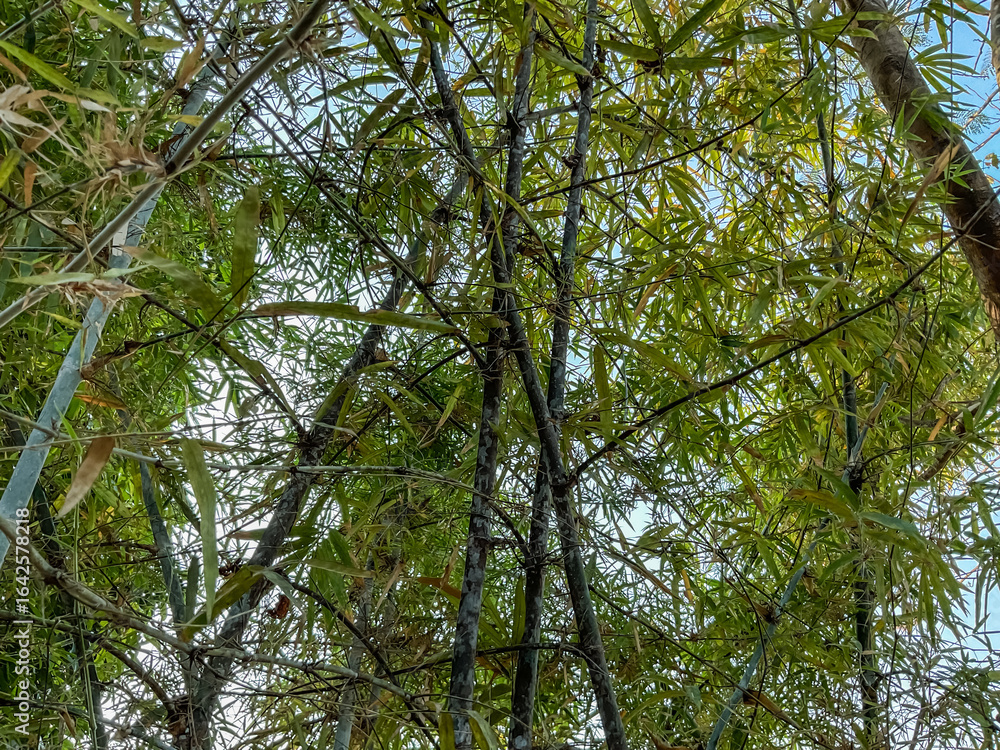 Fototapeta premium Bamboo plants with green leaves background 