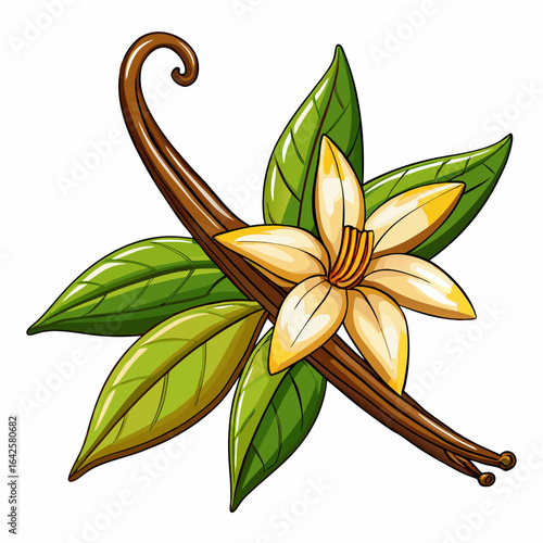 colorful illustration of a vanilla bean, isolated on white background
