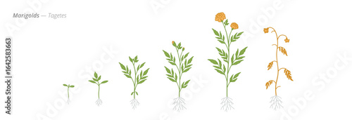 Growth stages of marigolds from seed to harvest