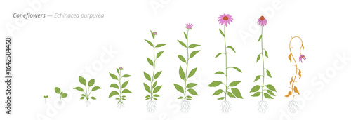 Growth stages of coneflowers from seed to harvest