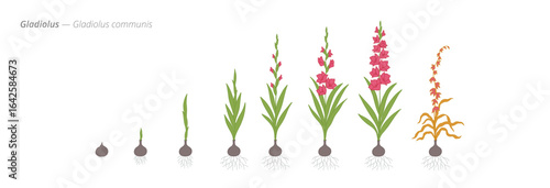 Growth stages of gladiolus from seed to harvest
