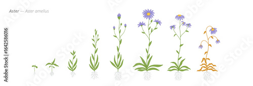Aster amellus Development Stages Illustration for growth management