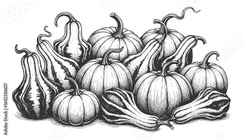 Monochrome Drawing of Pumpkins and Gourds: A Rich Depiction of Autumn Harvest Produce
