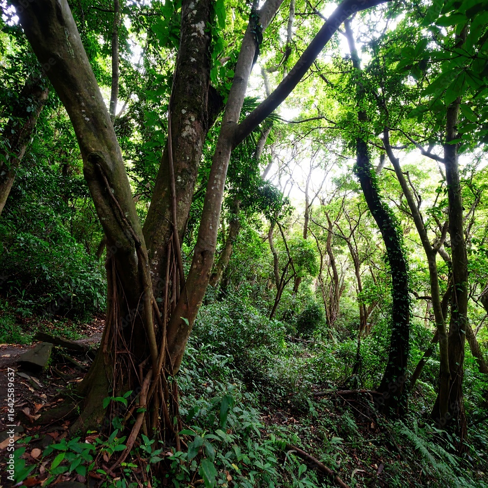 Obraz premium Lush jungle forest scene