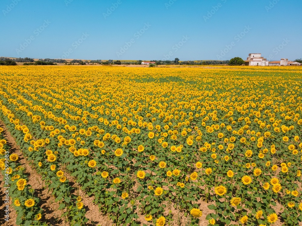 Fototapeta premium Vast sunflower field under clear blue sky with rural buildings in background.