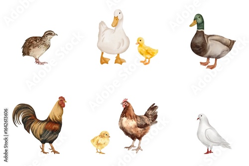 Various of poultry set on white background. Watercolor of quail, chicken, chick, duck, duckling, goose, rooster, and dove on white. Hand drawn of edible birds, animals