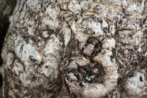 Abstract Texture Tree Bark Rough Nature Background