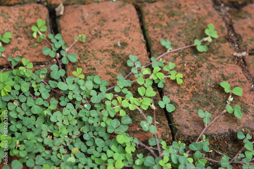 Moss and Clover Growth on Red Brick Walkway