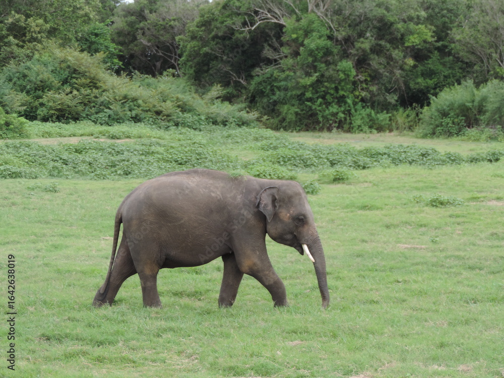 Fototapeta premium Amazing Elephants in Kaudulla National Park, Sri Lanka