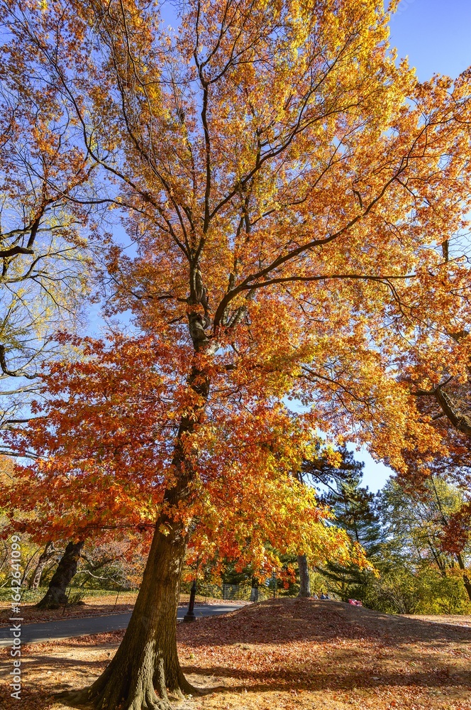 Fototapeta premium Autumn colors in Central Park forest and trails.