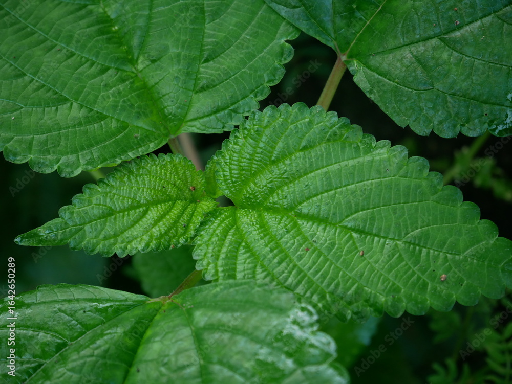 close up of green leaves close up of green leaves