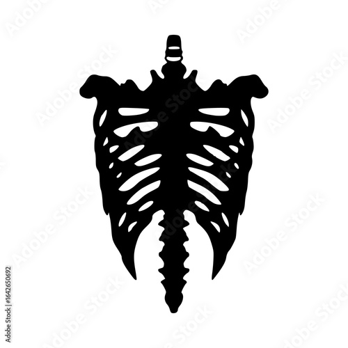 human rib cage and spine silhouette
