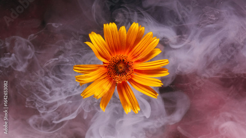 Fotografia Fog flower