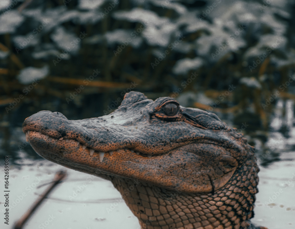 Obraz premium close up of a american alligator 