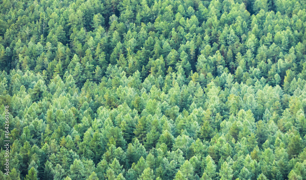 Naklejka premium Green forest background