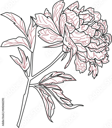 hand drawn flowers