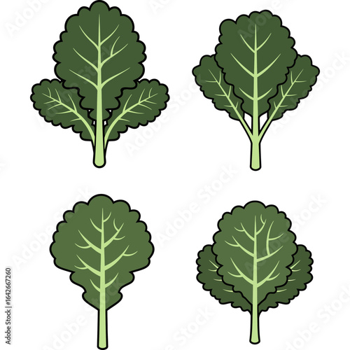 A set of four green leafy vegetable illustrations. Stylized icons of kale or spinach plants, perfect for healthy food and diet concepts.