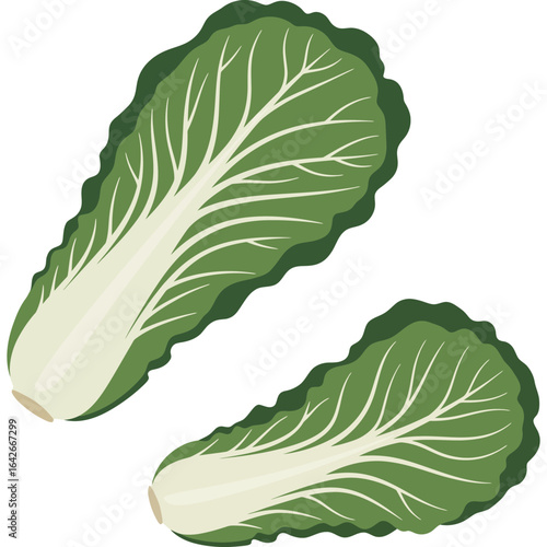 Vector illustration of two fresh Chinese cabbages. Green and white Napa cabbage, a healthy vegetable for cooking and diet, isolated on a white background.