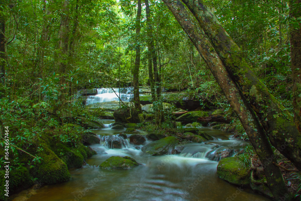 Naklejka premium small stream in green forest