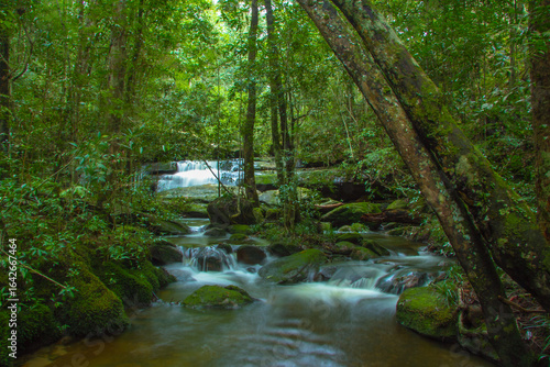 small stream in green forest