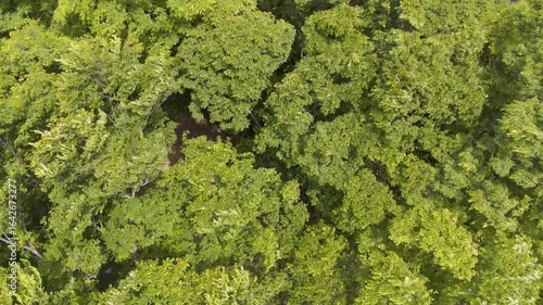 「そよ風に揺れる山頂の樹木」ドローン映像
(日本)