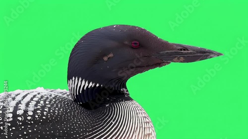 Common Loon Portrait with Snowy Feathers on Green Screen. Isolated Wild Bird Close-up for Compositing.