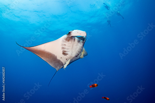 Giant Oceanic Manta Ray with Remoras in Open Blue Water