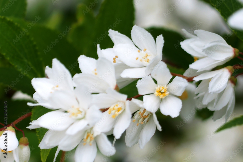 春の白いシャリンバイに似た花 春の白いシャリンバイに似た花
