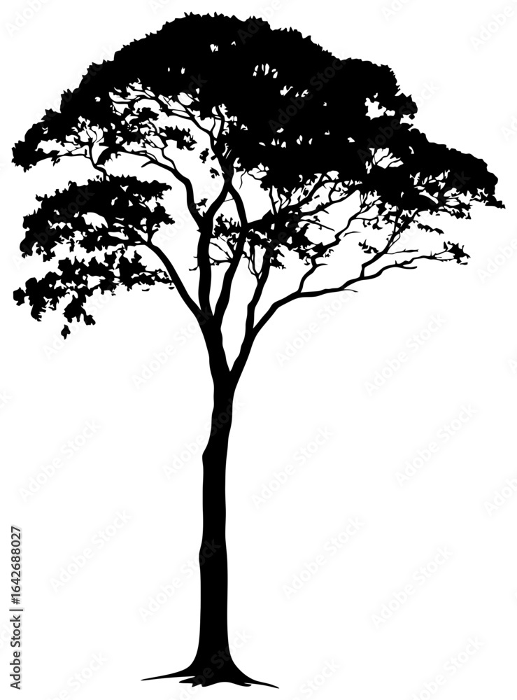 Fototapeta premium Teak tree silhouette drawing element