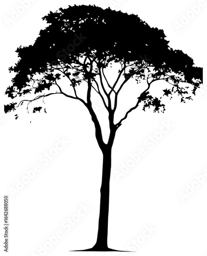 Teak tree silhouette drawing element