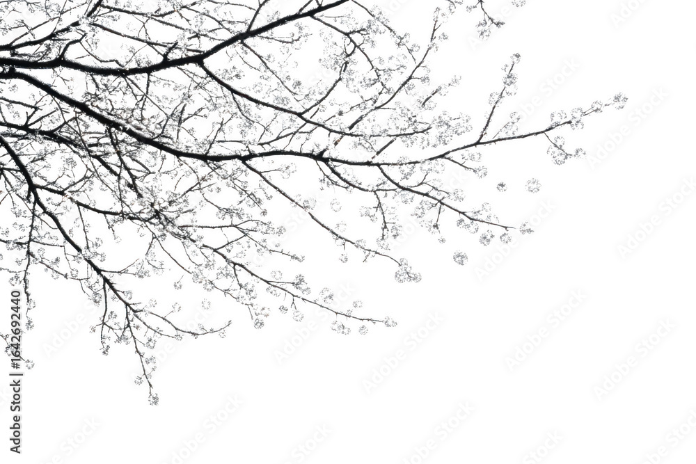 Fototapeta premium Icy winter tree branches with frost and snow, cold weather nature photography, floral design element, isolated on transparent background