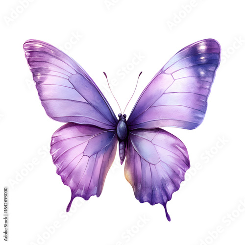 Violet butterfly on , watercolor illustration, lilac beautiful butterfly isolated on a white background